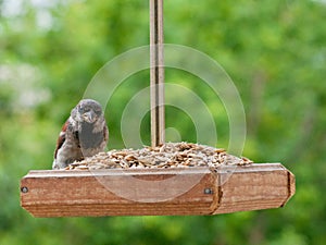 Sparrow sits in a bird feeder and eats grain