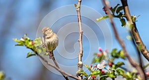 A sparrow sits on a branch of a blossoming apple tree and looks down, close-up.