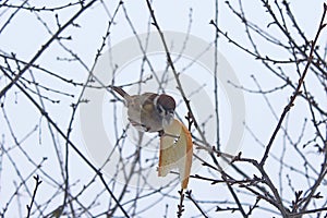 Sparrow sits on the branch and eats the bread