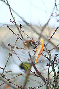 Sparrow sits on the branch and eats the bread