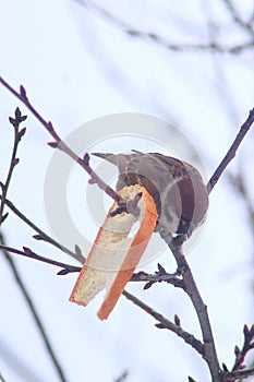 Sparrow sits on the branch and eats the bread