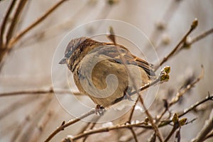 Sparrow sits on a branch without leaves. Sparrow on a branch in the autumn or winter