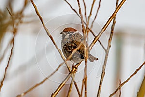 Sparrow sits on the branch of tree in sunny winter day