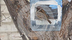 A sparrow sits on the edge of the feeder