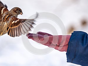 A sparrow sits on a man`s hand and eats seeds