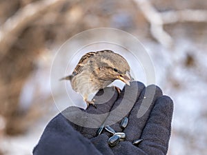 A sparrow sits on a man`s hand and eats seeds