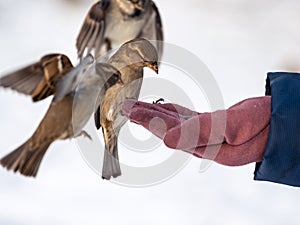 A sparrow sits on a man`s hand and eats seeds