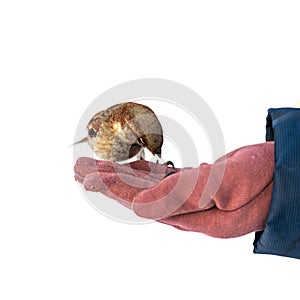 A sparrow sits on a man`s hand and eats seeds