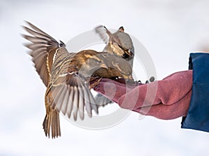 A sparrow sits on a man`s hand and eats seeds