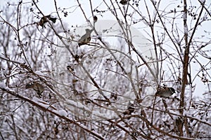 A sparrow sits on a tree branch in winter