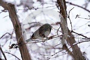 A sparrow sits on a tree branch in winter