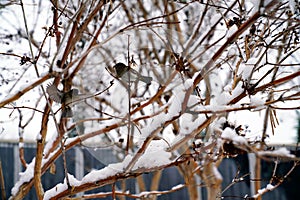 A sparrow sits on a tree branch in winter