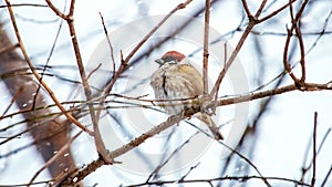 A sparrow sits on a tree branch in winter during a snowfall