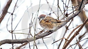 A sparrow sits on a tree branch in winter during a snowfall