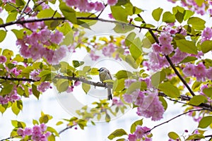 Sparrow sitting on the blossoming cherry Sakura tree