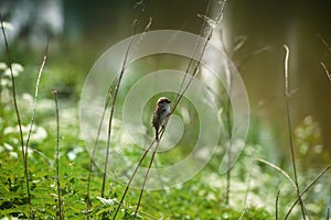 Sparrow sitting on a branch