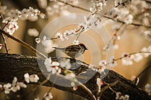 Sparrow sitting on a branch of blossoming apricots