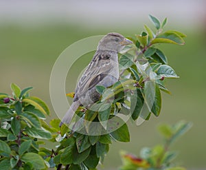 Sparrow is sitting on a branch of a bush