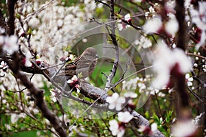 sparrow