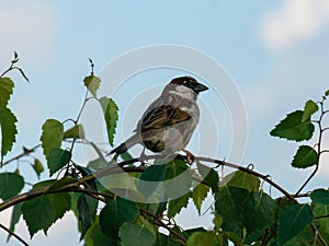 sparrow sitting on a branch close-up