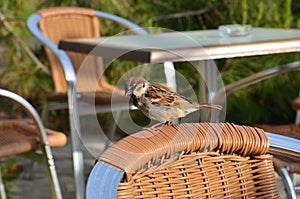 sparrow sitting on the chair in the open air resta