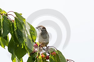 Sparrow sitting on a cherry tree branch