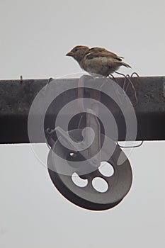 Sparrow sitting on the clothesline pulley