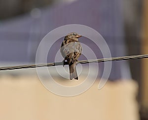 Sparrow sitting on electric cable and looking at one side
