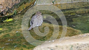 Sparrow sitting on a fence in the garden. Selective focus.