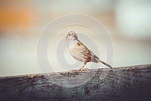 Sparrow sitting on fence in the morning sunlight in summer