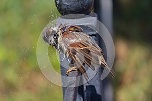 Sparrow sitting on a fence shakes off after bathing in a pool