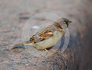 Sparrow is sitting on a granite fence