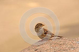 Sparrow sitting on a granite stone