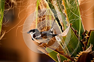 Sparrow sitting in green palm tree closeup