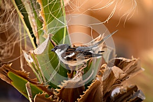 Sparrow sitting in green palm tree closeup