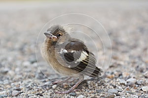 Sparrow sitting helplessly on the road