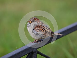 Sparrow is sitting on a metal fence