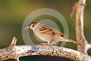 Sparrow sitting on a red branch