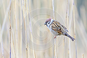 Sparrow sitting on a reed