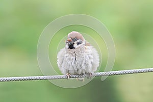 Sparrow sitting on the rope with his beak full of ladybugs