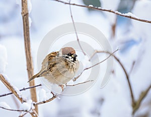 Sparrow sitting on a snow covered bush