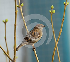 Sparrow is sitting on a spring branch of a tree with unopened buds