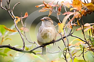 Sparrow sitting on tree branch. Sparrow bird family Passeridae sitting and singing on tree branch