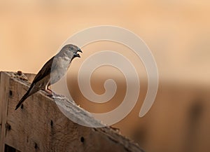 Sparrow sitting on a wooden fence