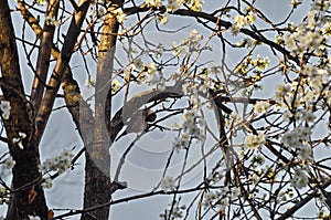 A sparrow sleeps on a branch of a tree with fresh plum blossom or Prunus domestica in the garden