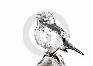 Sparrow on small stone portrait digital sketch