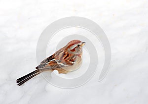 Sparrow in the snow photo