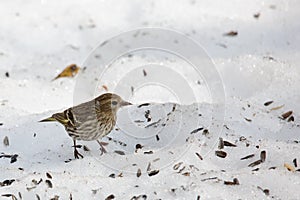Sparrow in the snow