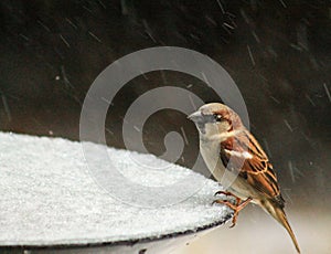 Sparrow in the snow 2