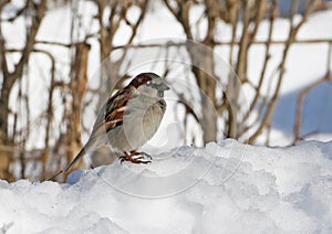 Sparrow on the snow, at winter